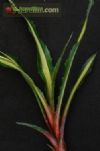 Aechmea magadalenae var. quadricolor